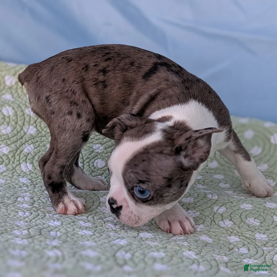 Boston Terrier dogs for sale: Mrs. Kringle - Ad 6