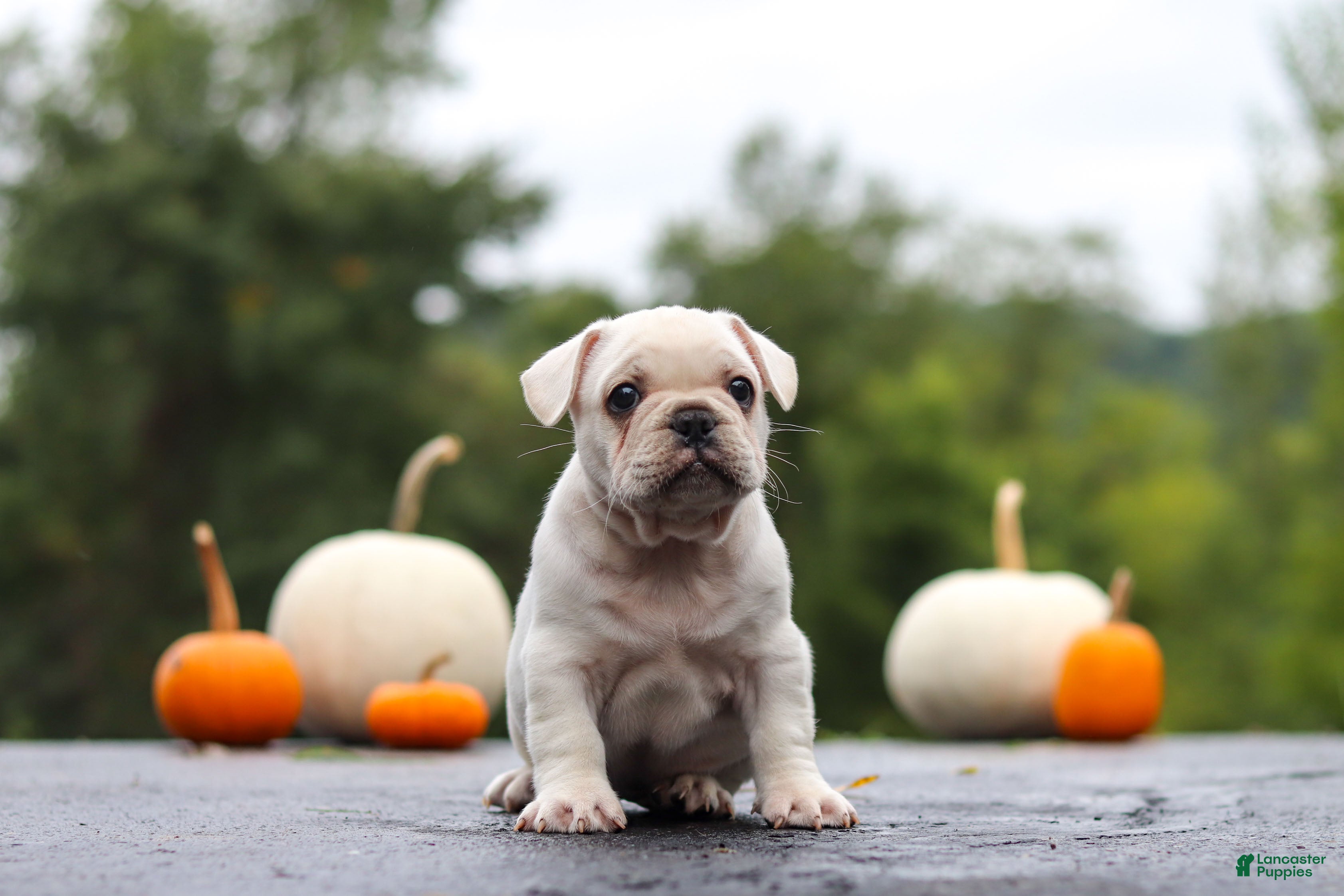 French Bulldog dogs Sampson - Ad 1