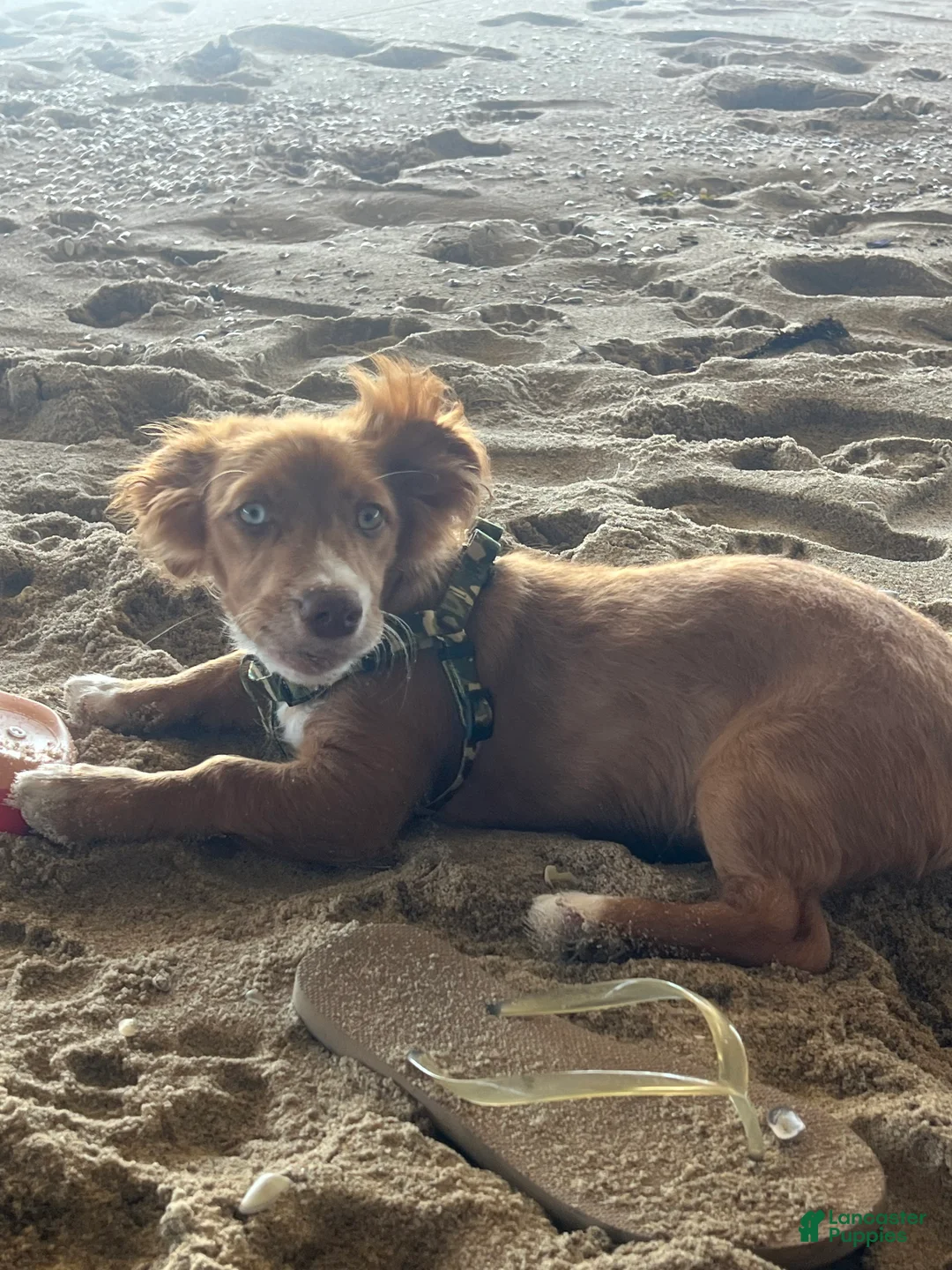 Mixed Breed dogs for sale: Mason - Ad 2