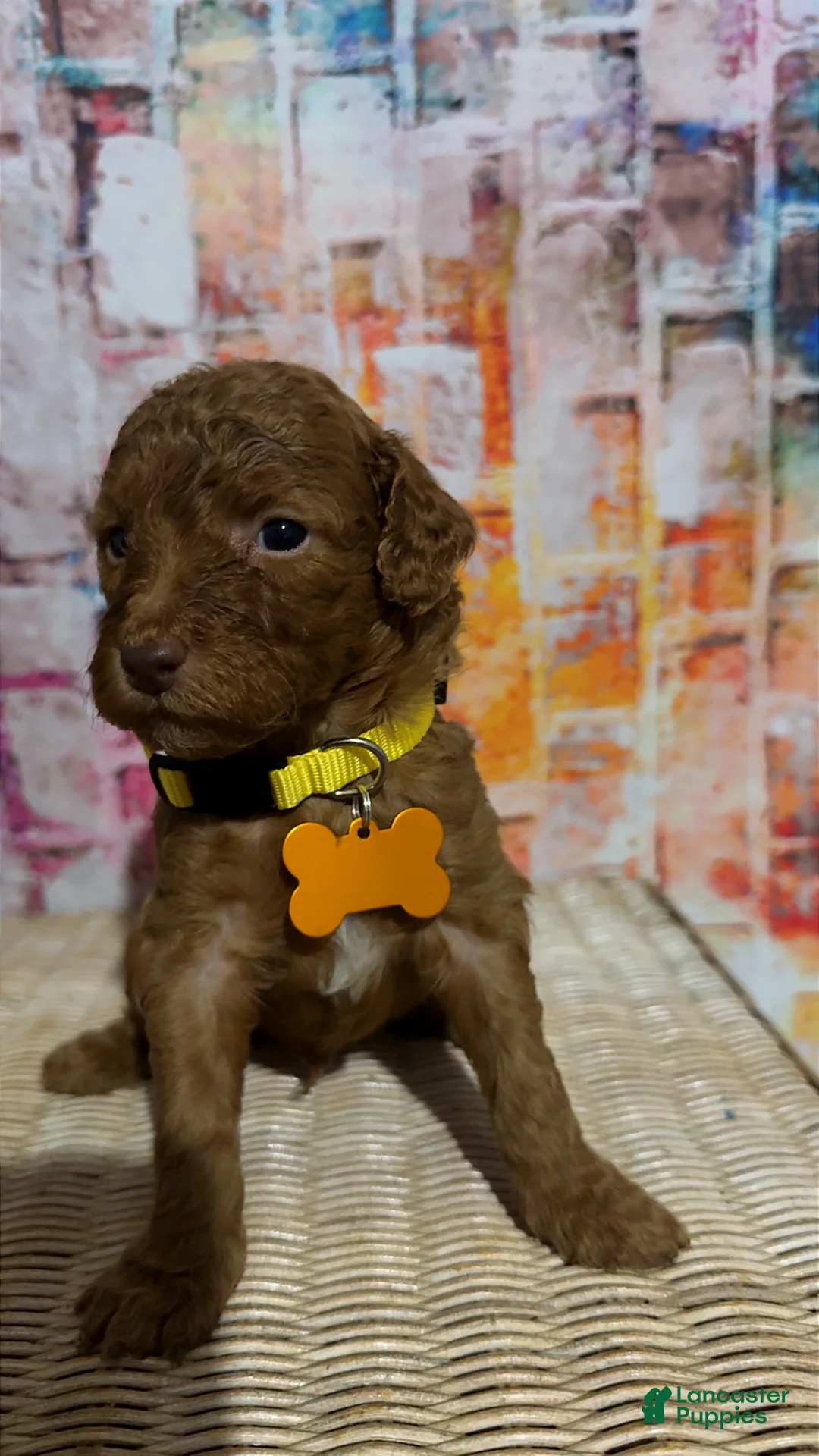 Mini Goldendoodle dogs for sale:  Puppy 4 - Ad 2