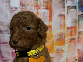 Mini Goldendoodle dogs Puppy 4 - Ad 30