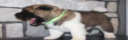 Akita dogs for sale: AKC Bear - Ad 7