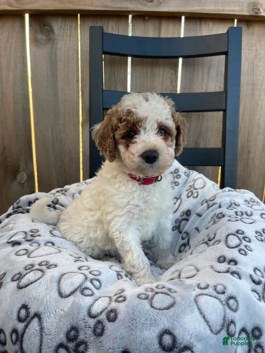 Mini Goldendoodle dogs for sale: Buddy (mini goldendoodle) - Ad 7