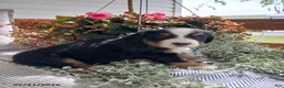 Bernese Mountain Dog dogs for sale: Amy - Ad 6