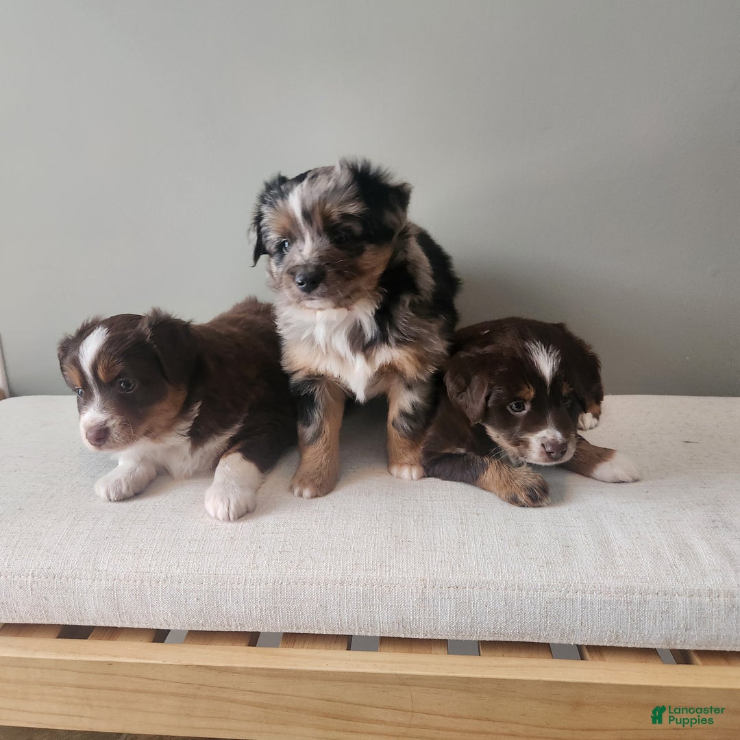 Mixed Breed dogs for sale: Dasher - Ad 6
