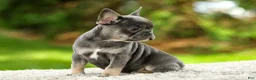 French Bulldog dogs for sale: Forest - Ad 4