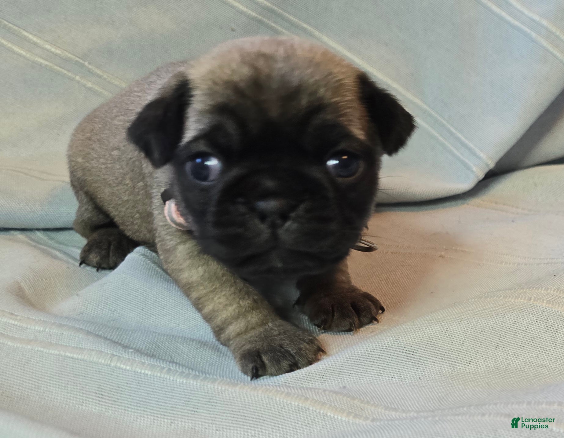 Pug dogs Norma Jean - Ad 25