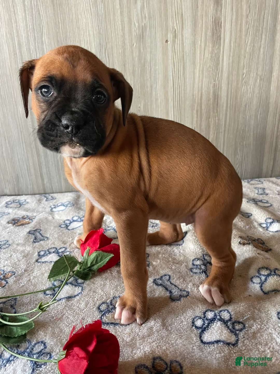 Boxer dogs for sale: Brandy - Ad 3