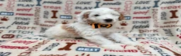 Cockapoo dogs for sale: Louie - Ad 7