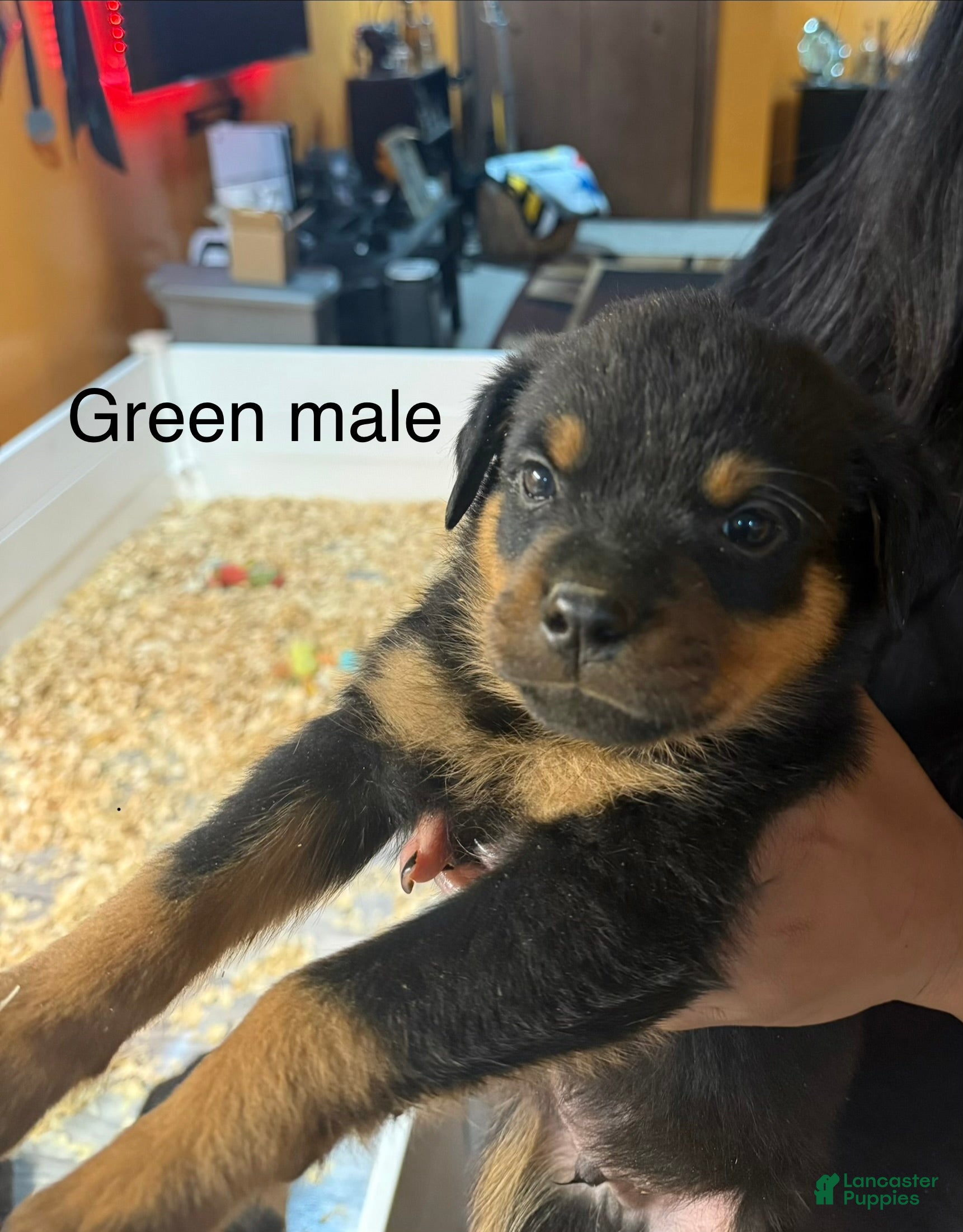 Rottweiler dogs Hercules - Ad 19