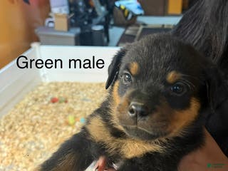 Rottweiler dogs Hercules - Ad 13