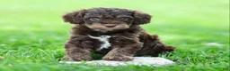 Cavapoo dogs for sale: Einstein - Ad 3