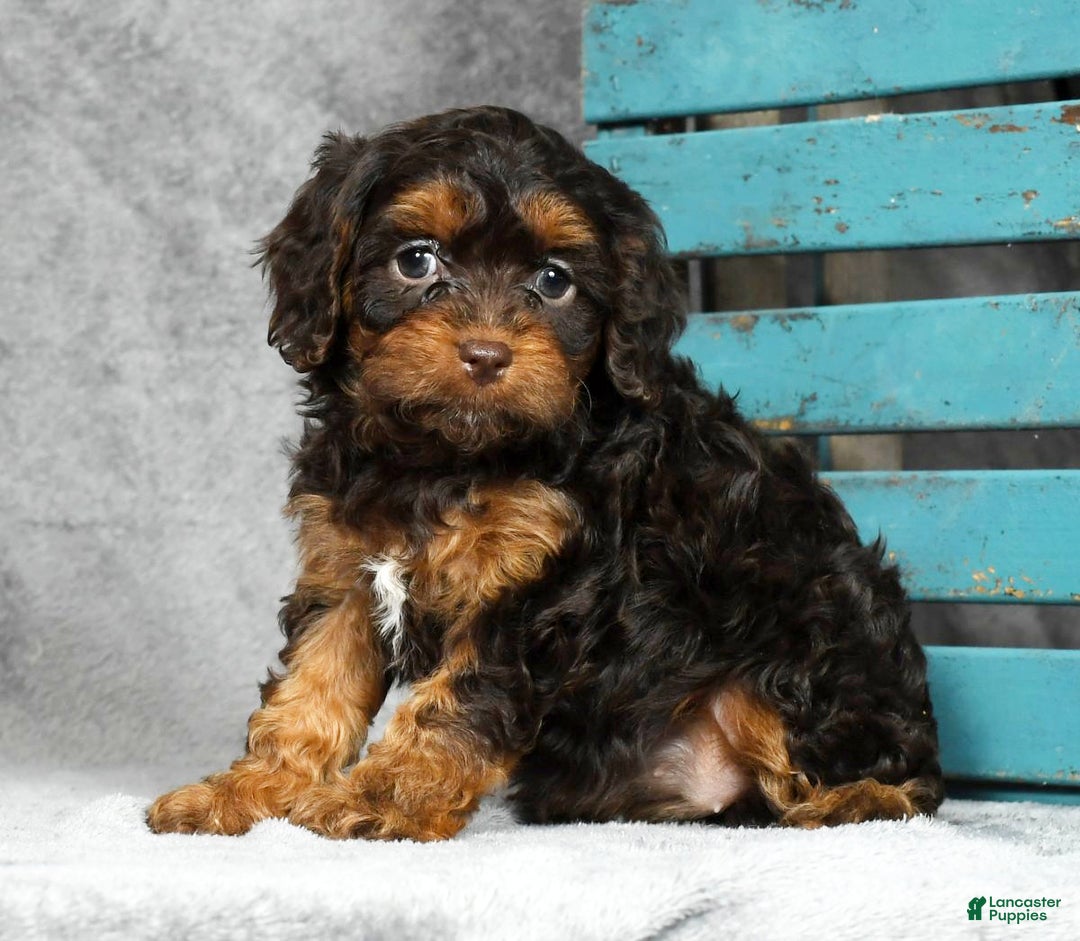 Delaney for sale in Baltic Lancaster Puppies