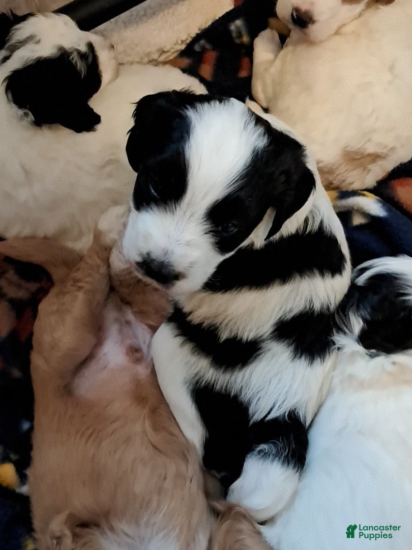 Double Doodle dogs Angus - Ad 1