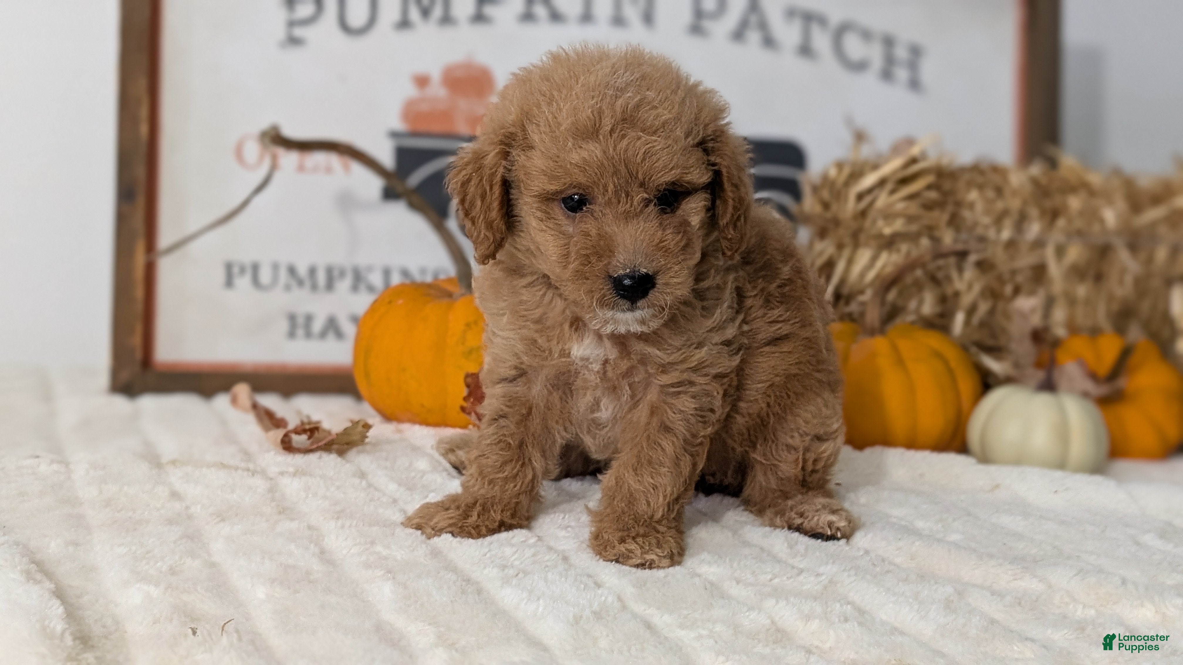 Mini Goldendoodle dogs Duke - Ad 2
