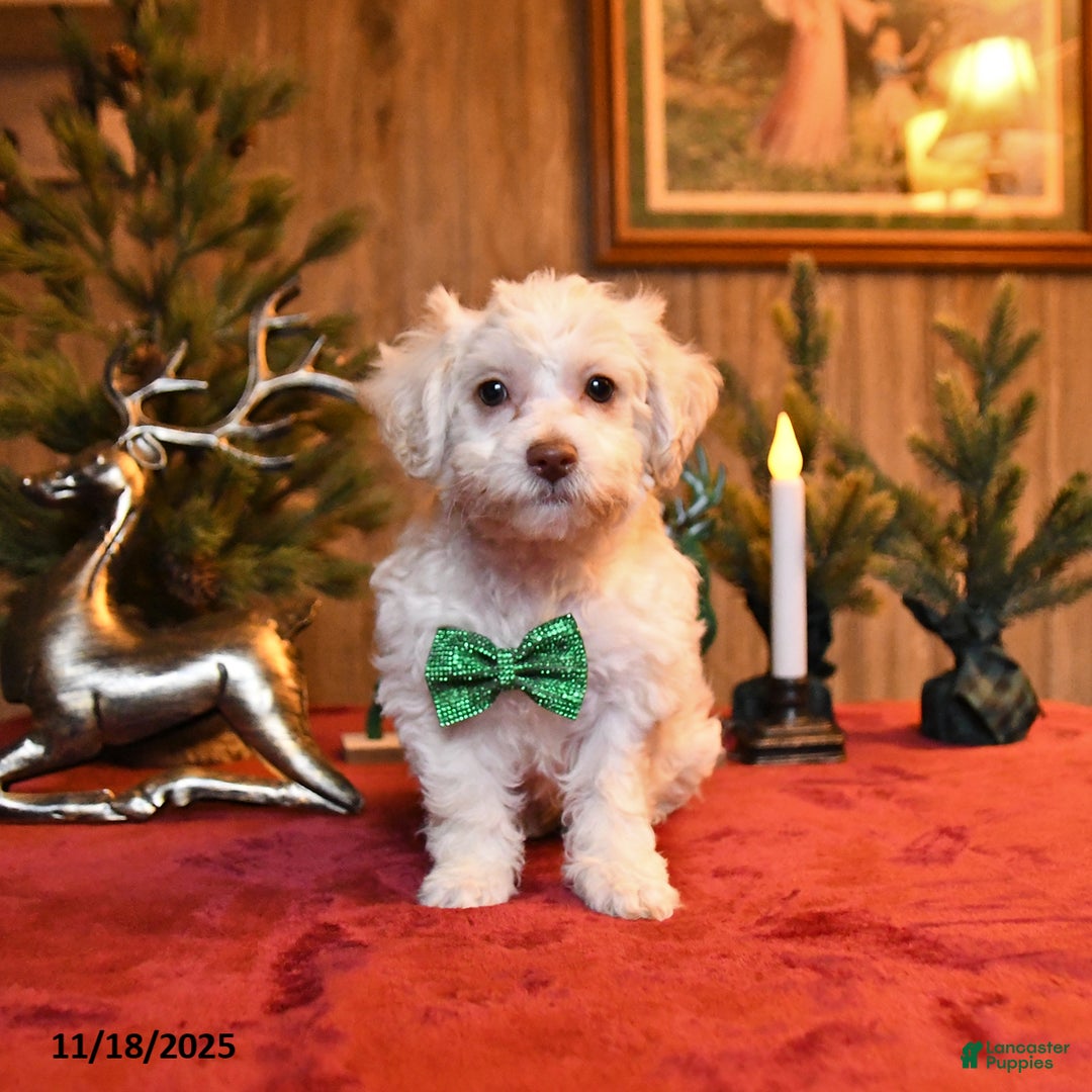 Schnoodle dogs for sale: Snowy  - Ad 1