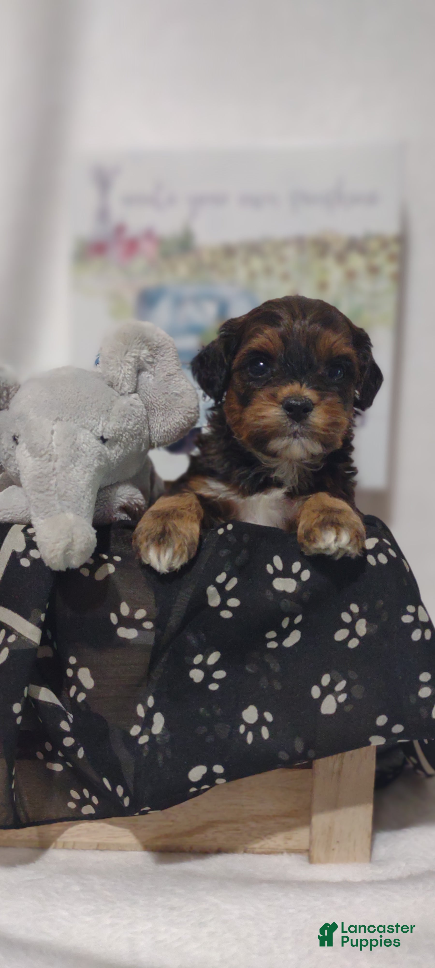 Shihpoo dogs Shihpoo Puppy 3 Mario - Ad 2