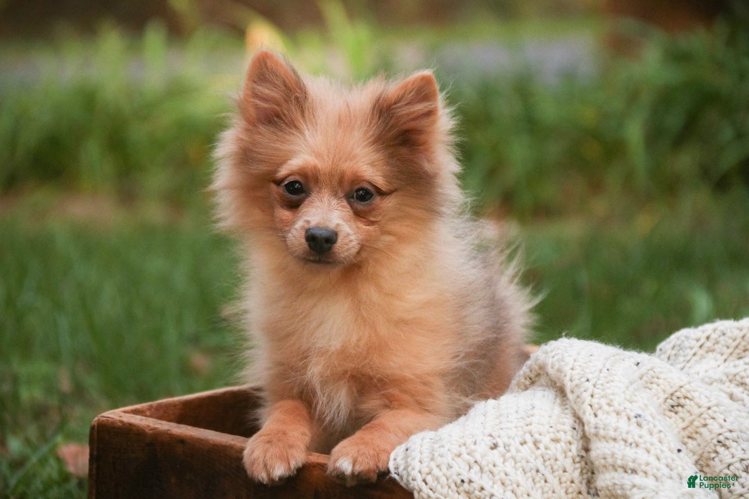 Pomeranian dogs for sale: Berlioz Pomeranian  - Ad 2