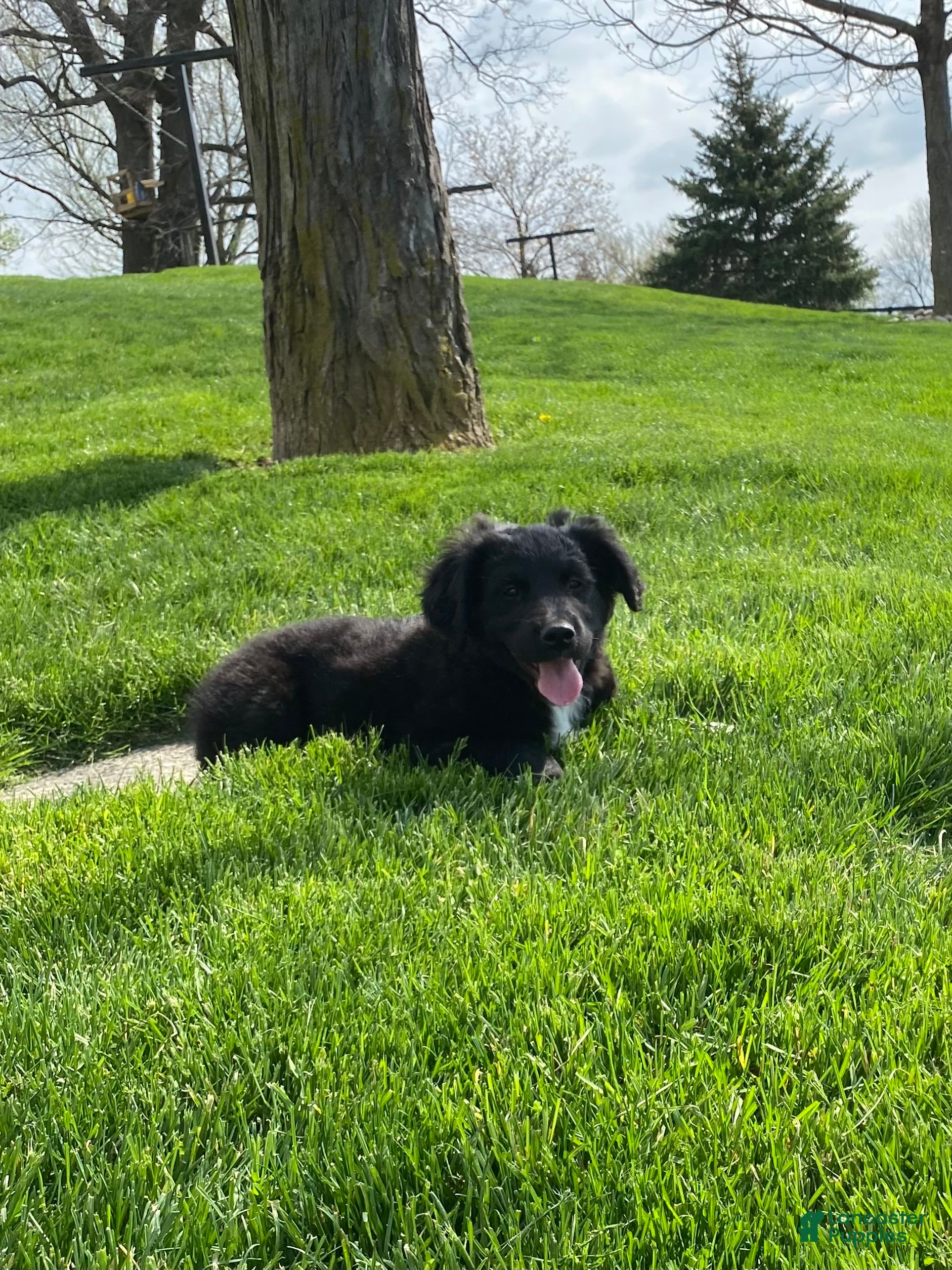 Mixed Breed dogs Max - Ad 2