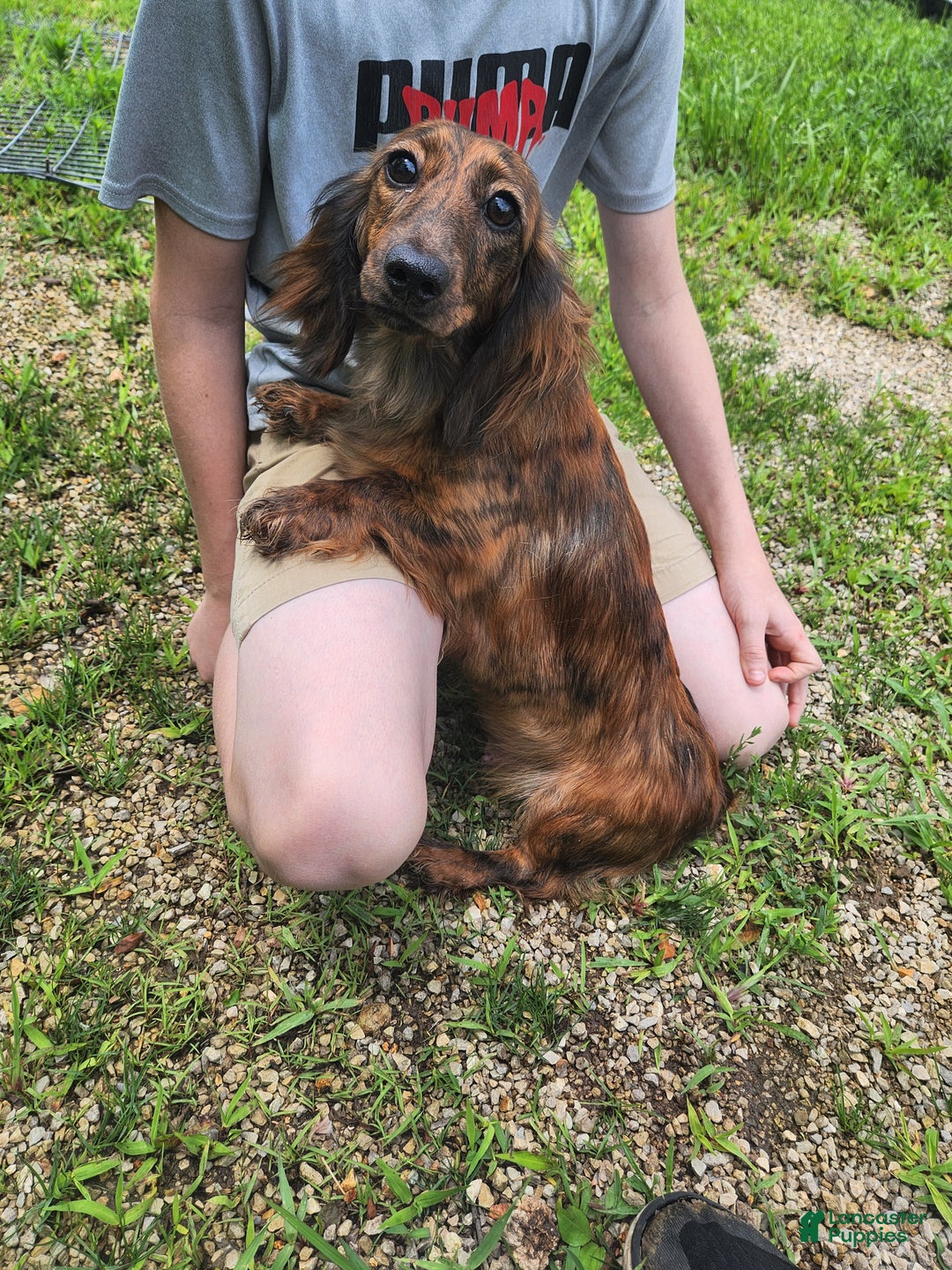 Dachshund dogs for sale: Abby - Ad 6