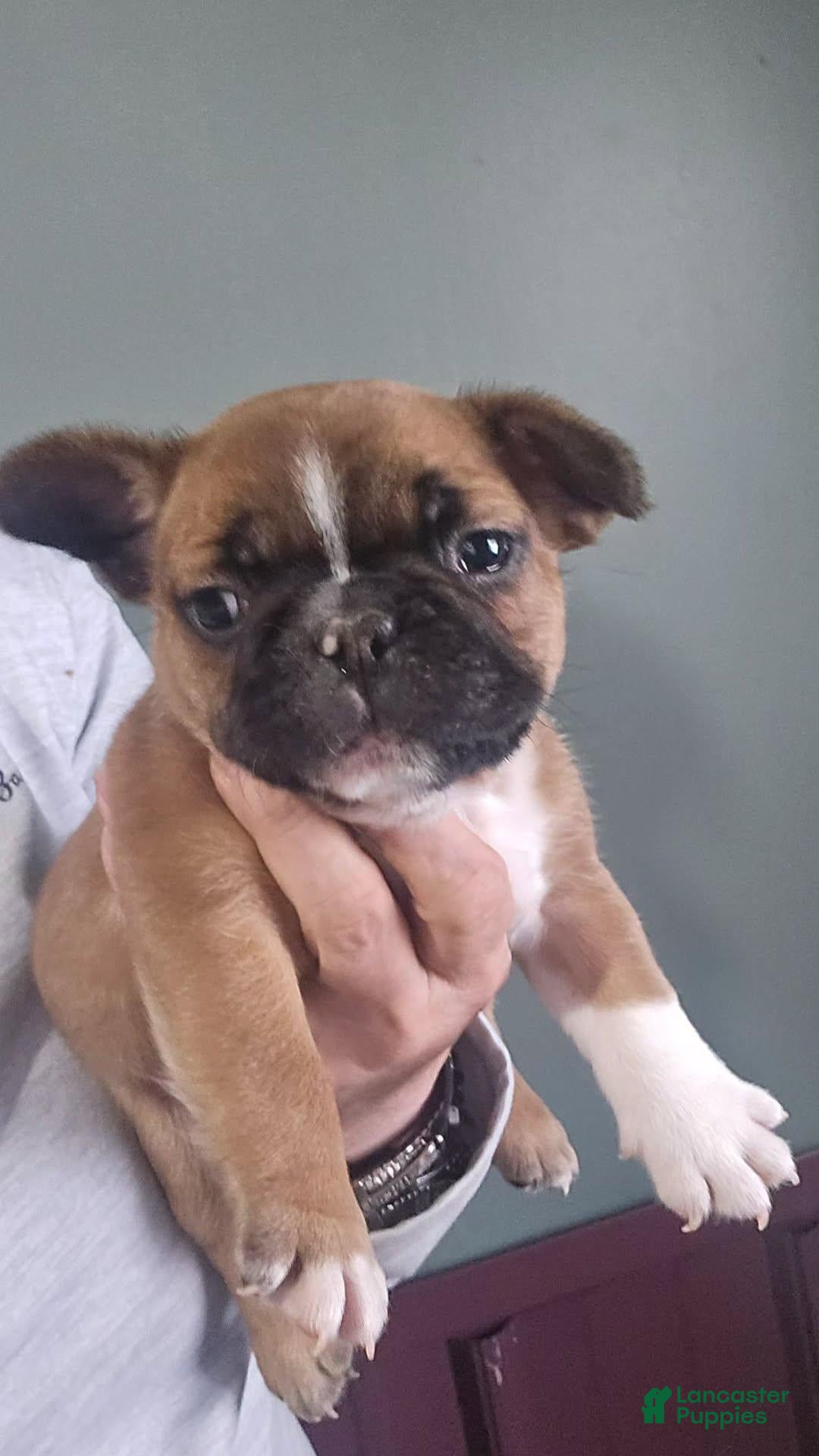 French Bulldog dogs for sale: STRYKER - Ad 1