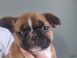 French Bulldog dogs STRYKER - Ad 31