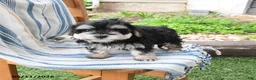 Maltipoo dogs for sale: Skie - Ad 3