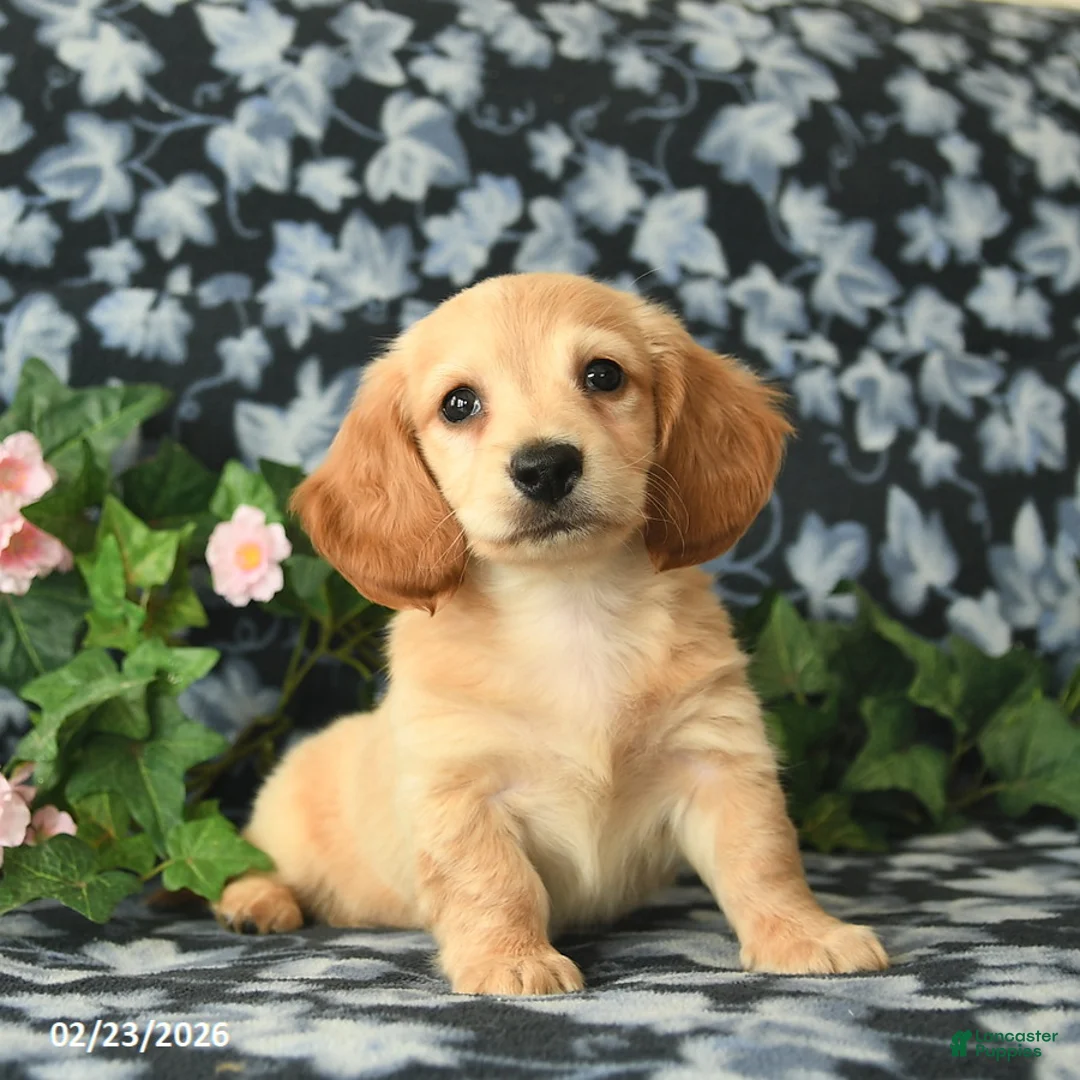 Miniature Dachshund dogs for sale: Sunburst  - Ad 1
