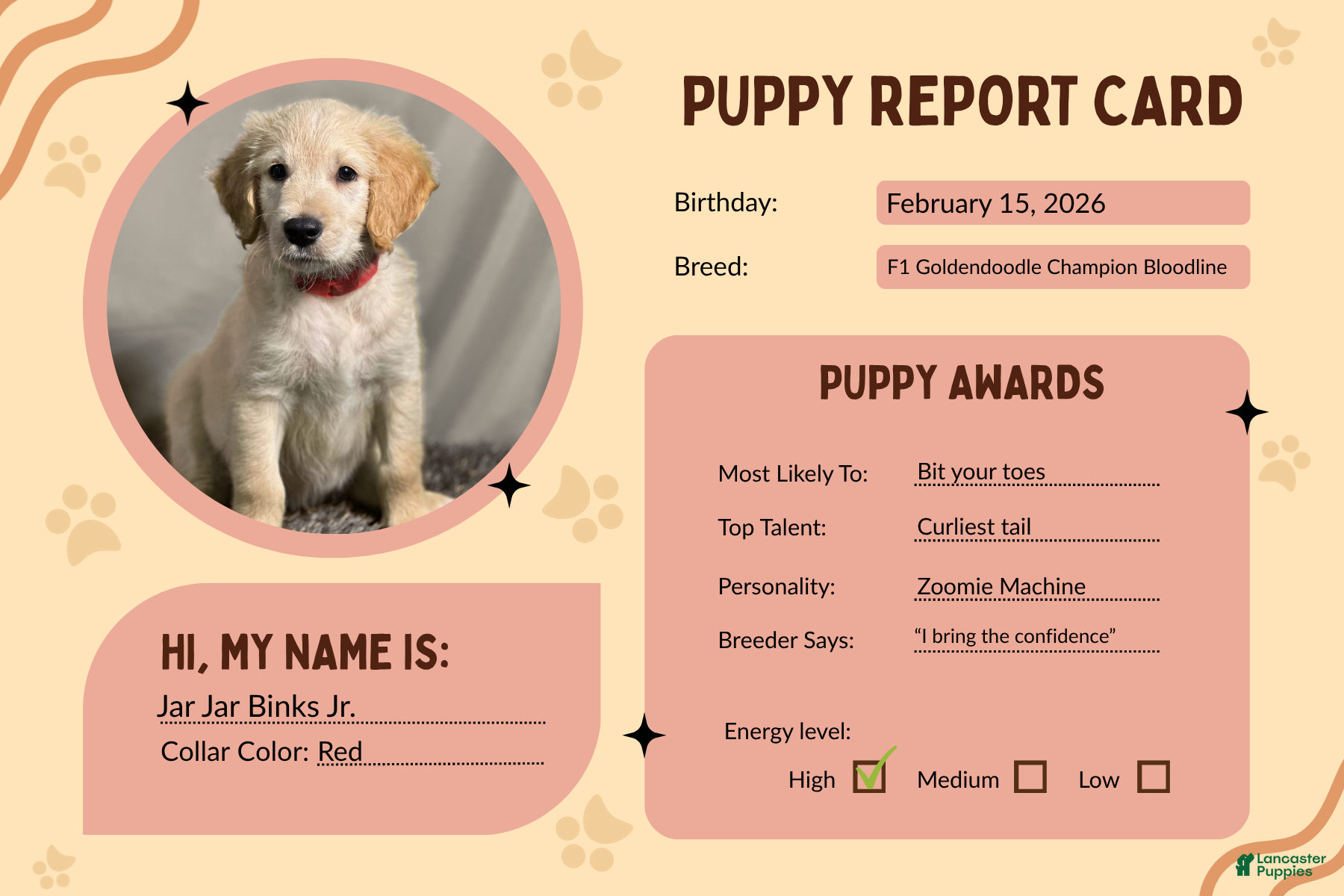 Goldendoodle dogs Jar-Jar JR. - F1 Standard Goldendoodle - Ad 2