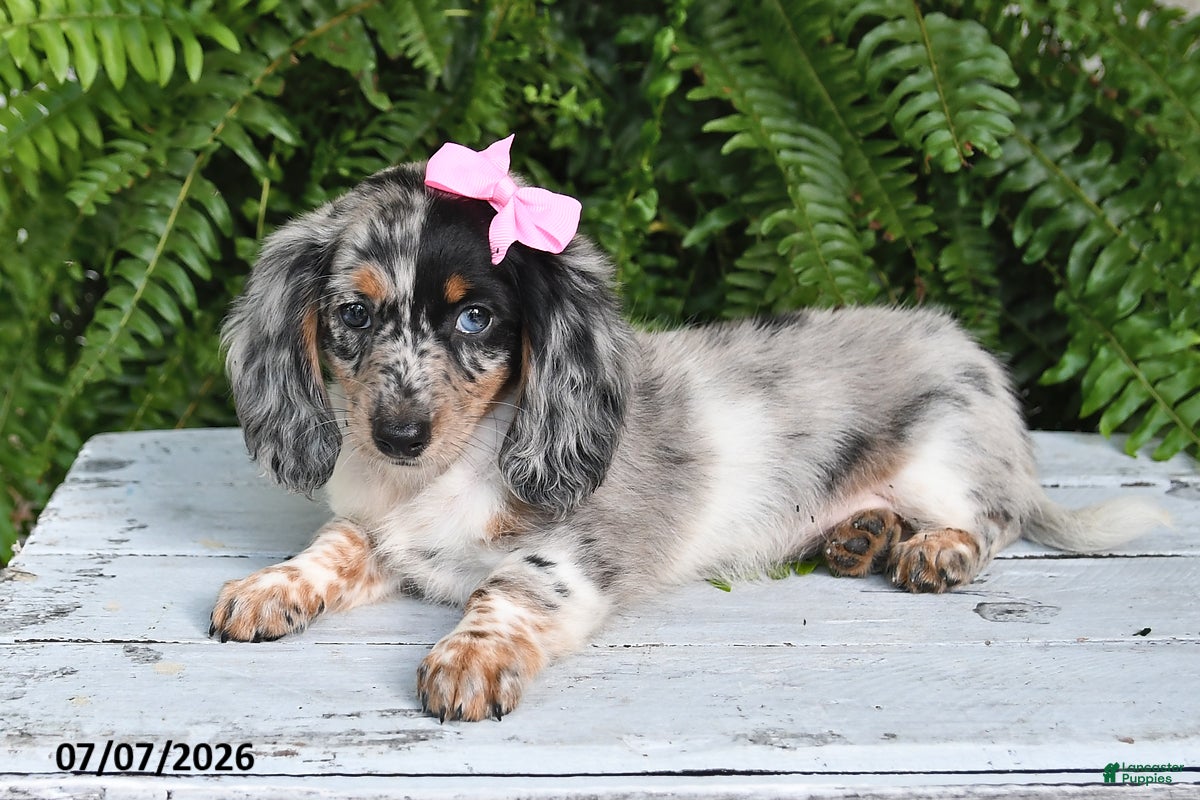 Dachshund dogs Gracelyn - Ad 1