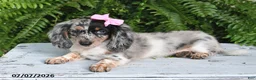 Dachshund dogs for sale: Gracelyn - Ad 1