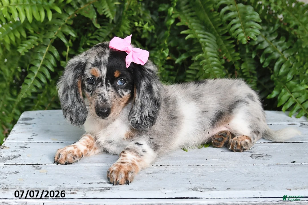 Dachshund dogs for sale: Gracelyn - Ad 1