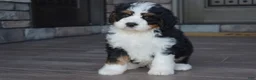 Mini Bernedoodle dogs for sale: Jester - Ad 4
