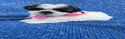 Malshi dogs for sale: Kora - Ad 1