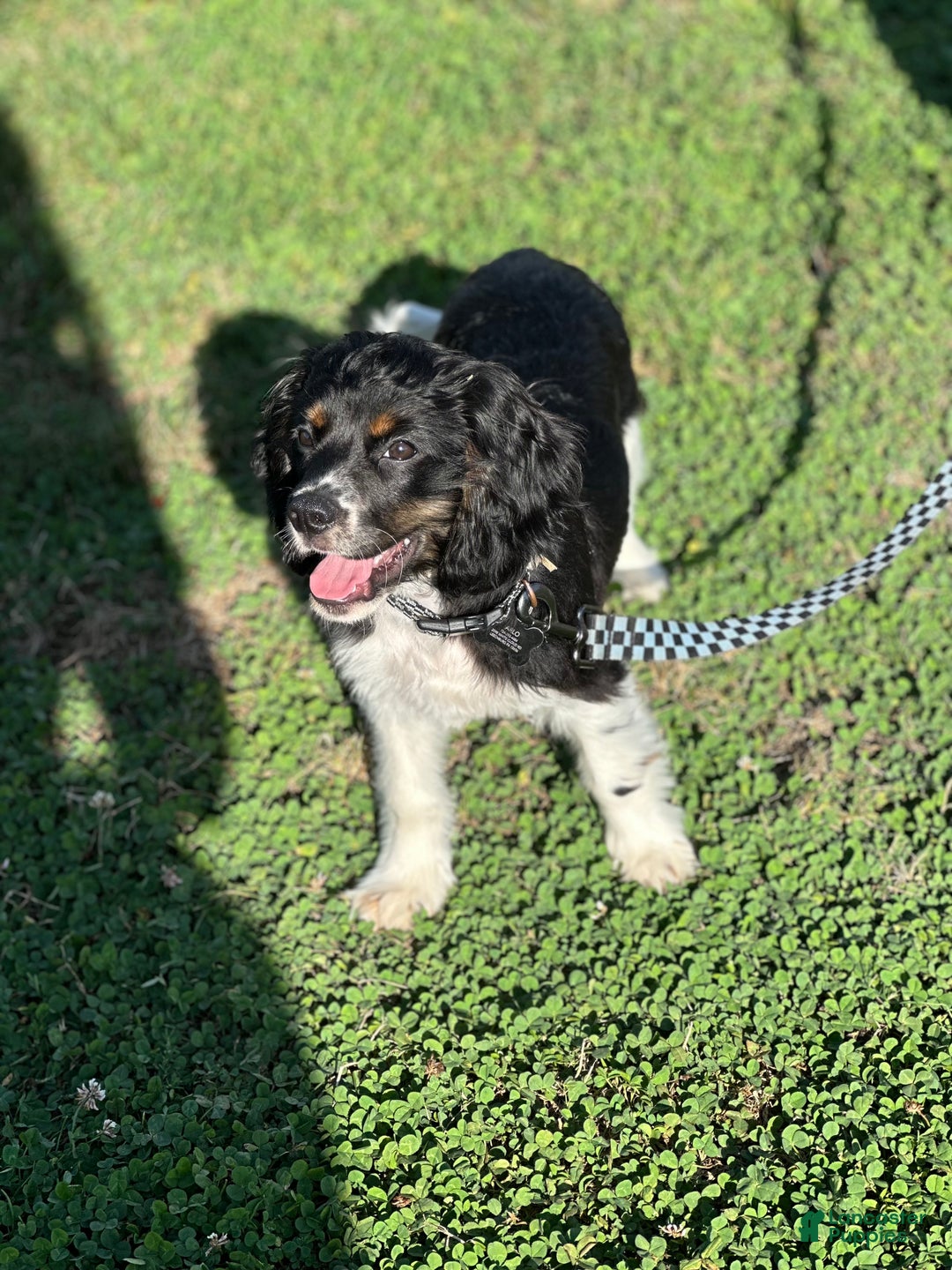 Goldendoodle dogs for sale: Cooper - Ad 5