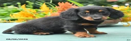 Miniature Dachshund dogs for sale: Toby - Ad 3