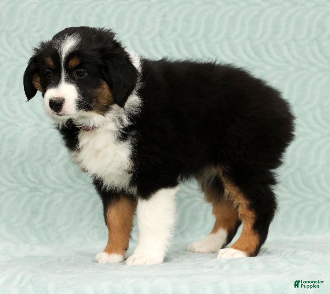 Australian Shepherd dogs for sale: Remmi - Ad 5