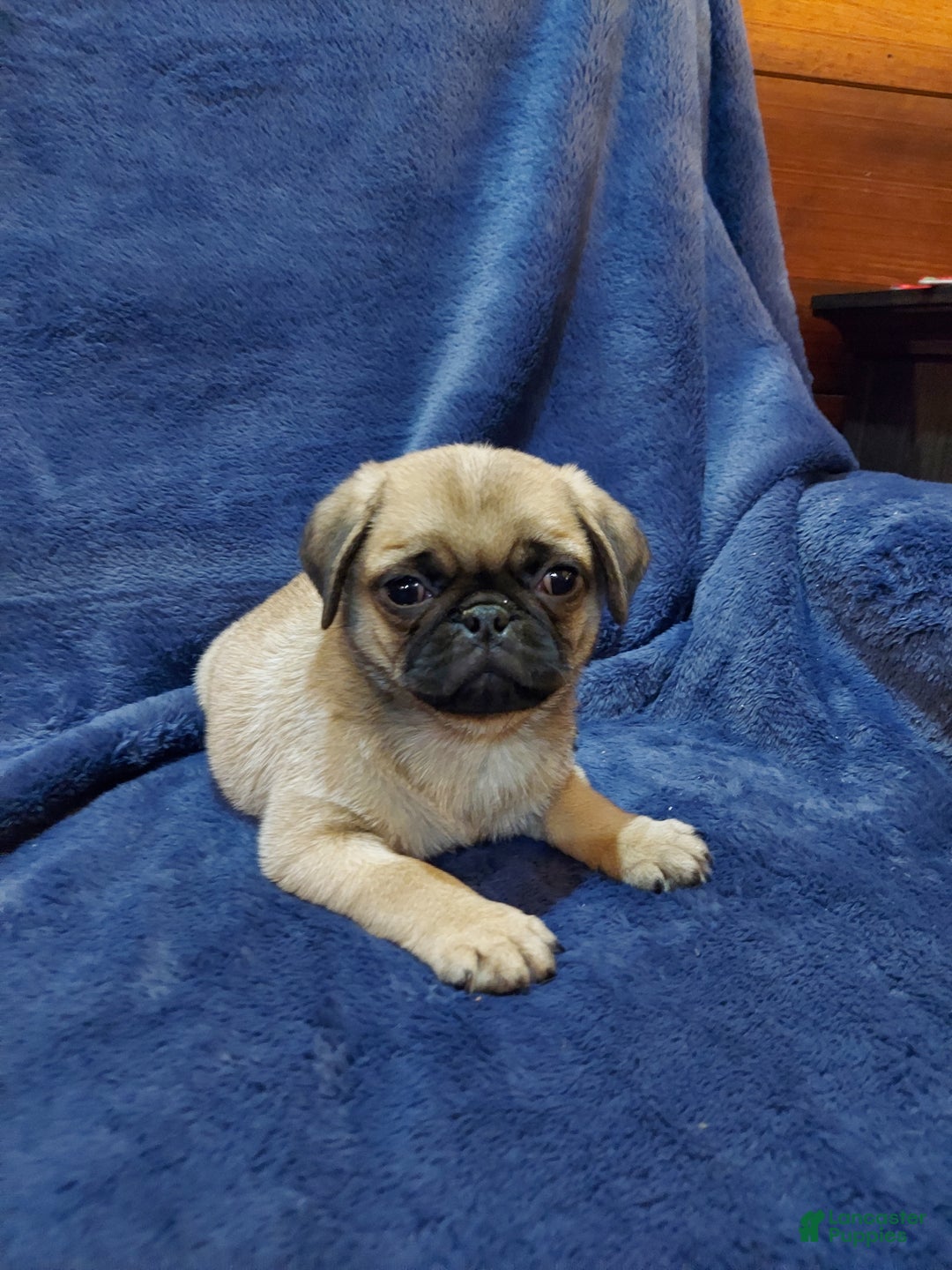 Pug dogs for sale: BUD - Ad 7