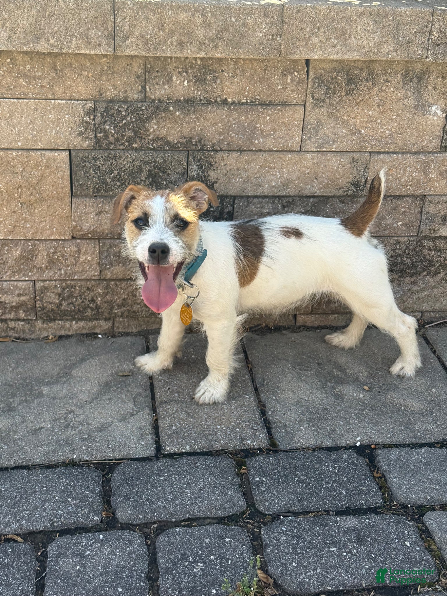 Jack Russell Terrier dogs UKC MIA Jack Russell Terrier Puppy 1 - Ad 1