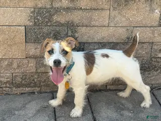 Jack Russell Terrier dogs for sale: UKC MIA Jack Russell Terrier Puppy 1 - Ad 3