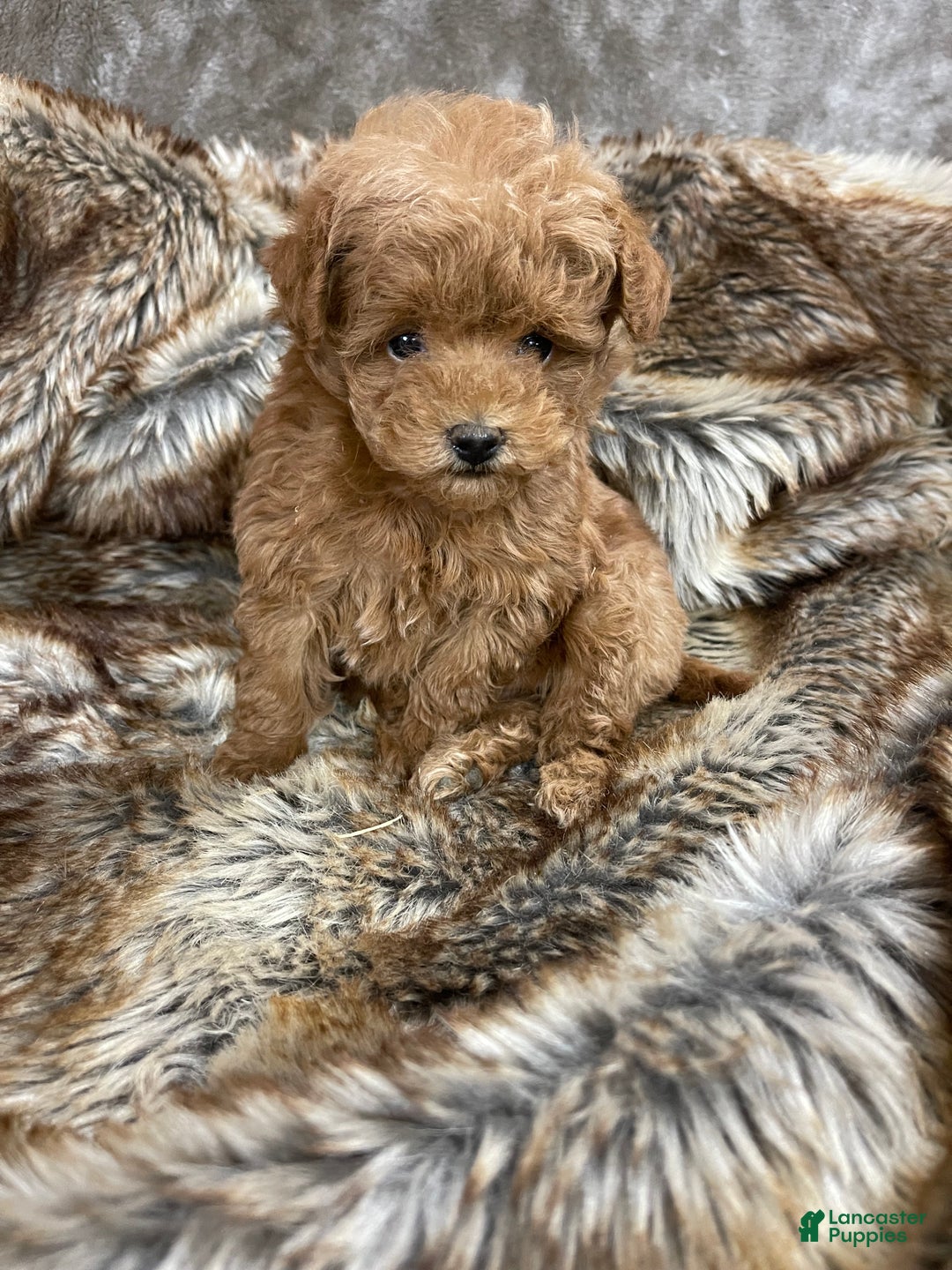 Toy Poodle dogs for sale: Toy Poodle Puppy 1 - Ad 5
