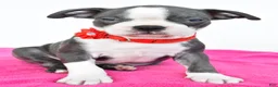 Boston Terrier dogs for sale: Sara - Ad 5