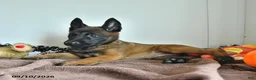 Belgian Malinois dogs for sale: Tonks - Ad 4