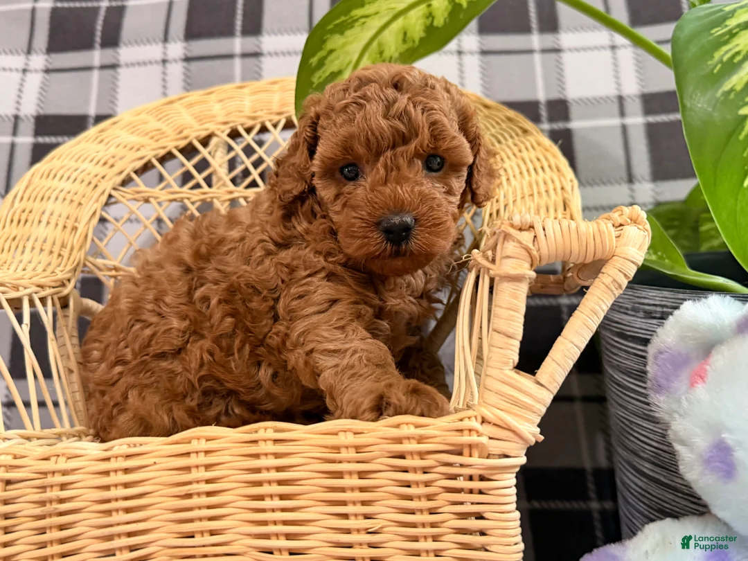 Toy Poodle dogs for sale: Princess - Ad 2