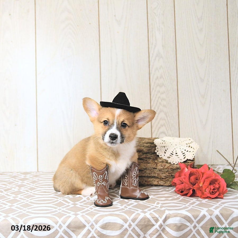 Welsh Corgi Pembroke dogs Bouncer - Ad 1