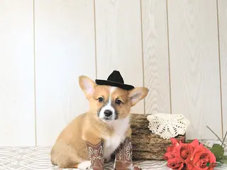 Welsh Corgi Pembroke dogs for sale: Bouncer - Ad 4