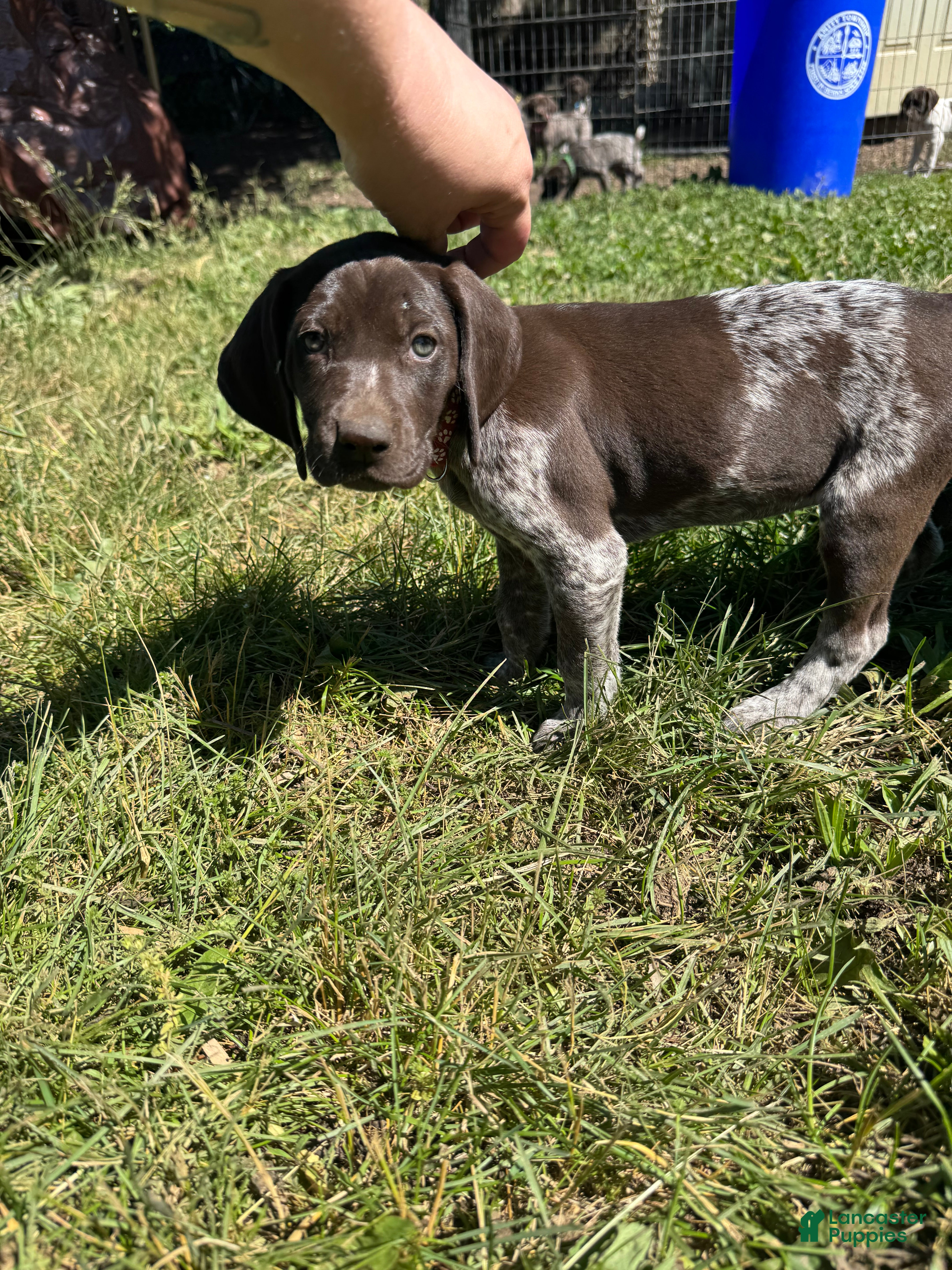 German Shorthaired Pointer dogs Red Girl - Ad 2