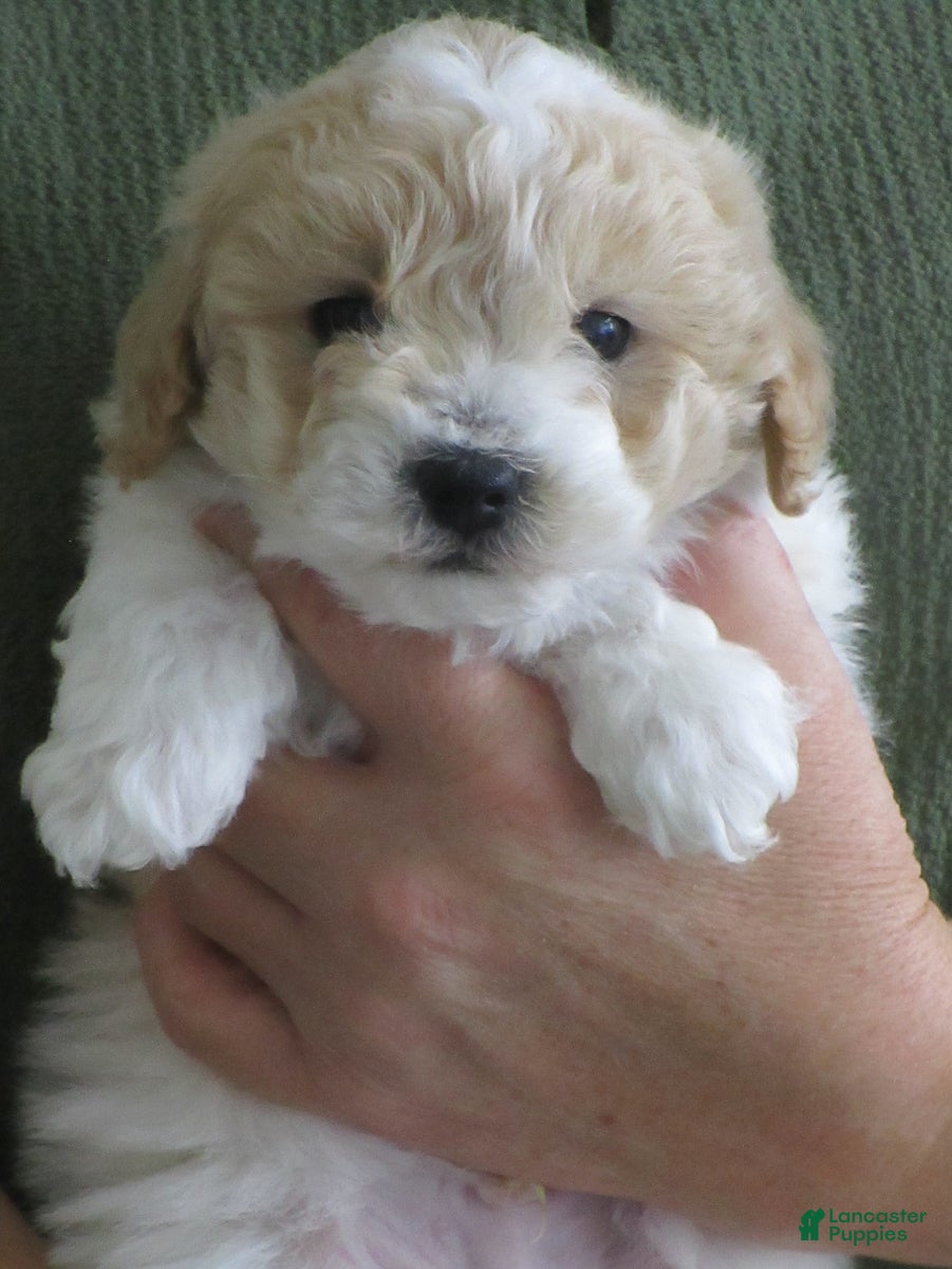 Bichpoo dogs Benedict - Ad 2