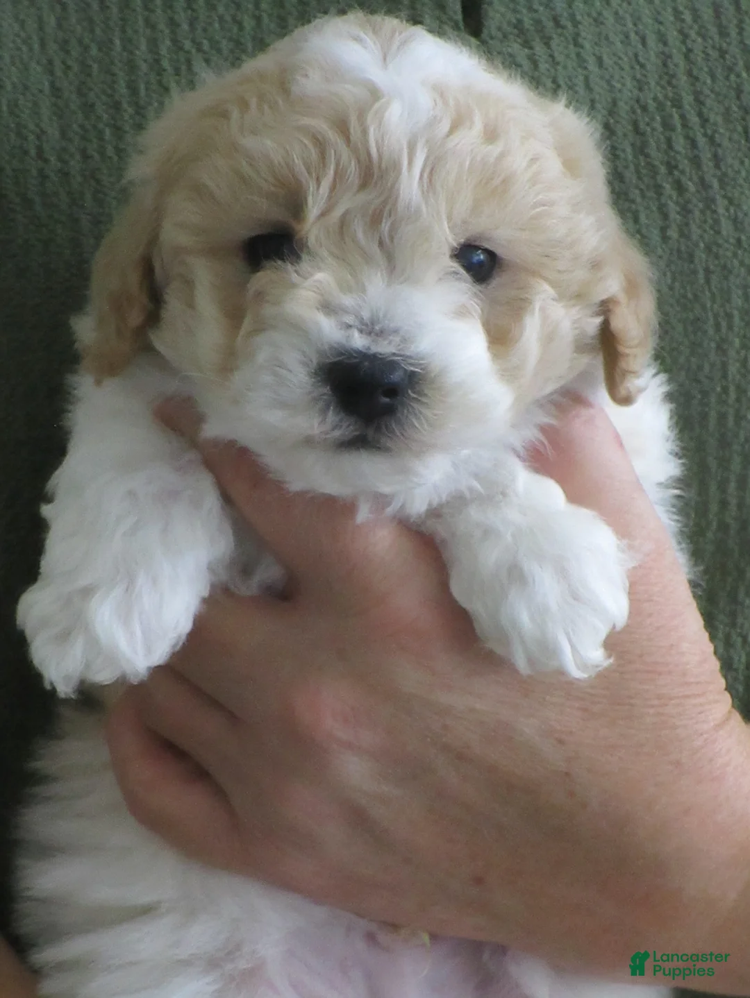 Bichpoo dogs for sale: Benedict - Ad 2