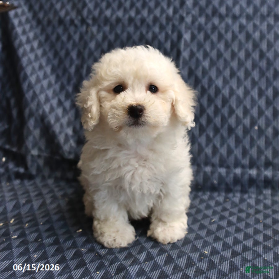 Bichon Frise dogs Barky - Ad 1